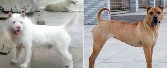 中国本土的6种“猛犬”，个个不输于藏獒，哪一种是你的故乡犬？