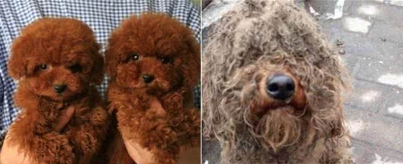 想养泰迪犬？先了解清楚了，再养也不迟