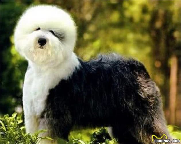 怎样区分牧羊犬,你对牧羊犬了解多少?来看看5个品种的诠释