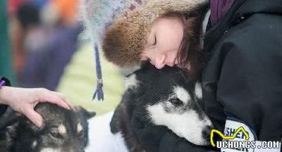 阿拉斯加雪橇犬，震撼的瞬间，也许以后的我们再也看不到了……