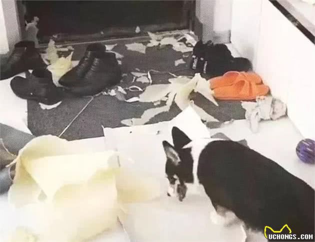 柯基犬中的哈士基，这是二哈的弟弟二柯吧！