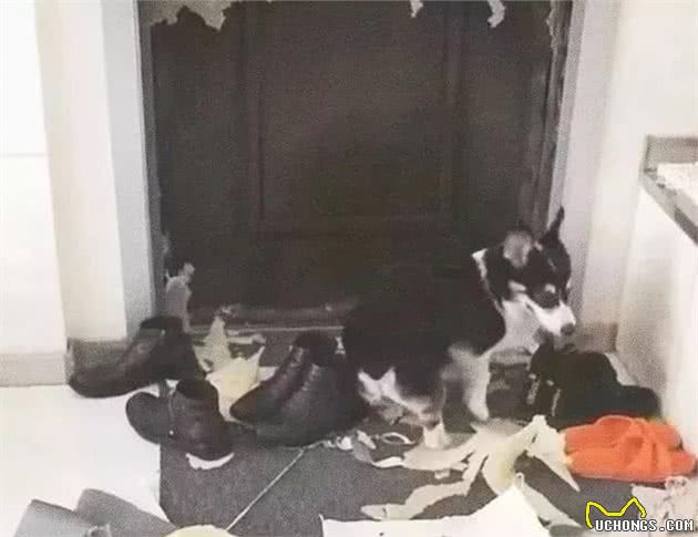 柯基犬中的哈士基，这是二哈的弟弟二柯吧！