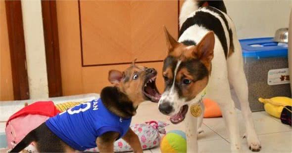 狗狗犬叫的原因及行为分析