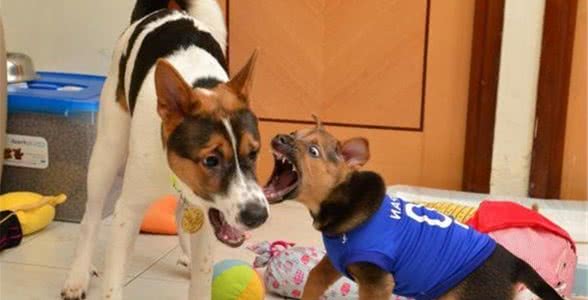 狗狗犬叫的原因及行为分析
