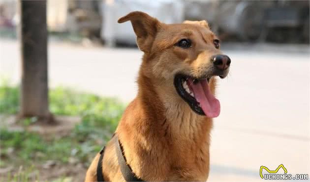 中华田园犬，传统称呼为“土狗”，其实他是”中华神犬“