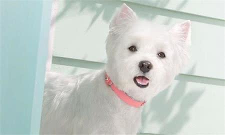 被犬咬伤了会死吗被狗狗咬了多久会发病