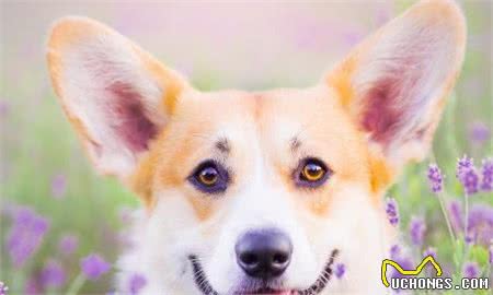 被犬咬伤了会死吗被狗狗咬了多久会发病