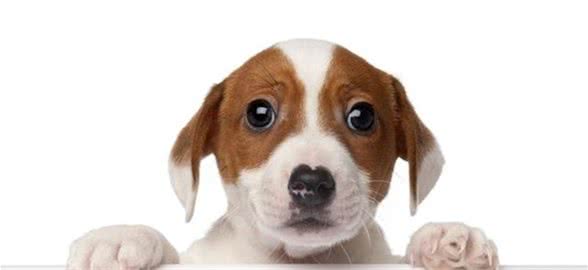 犬粮六大必备营养素之—蛋白质