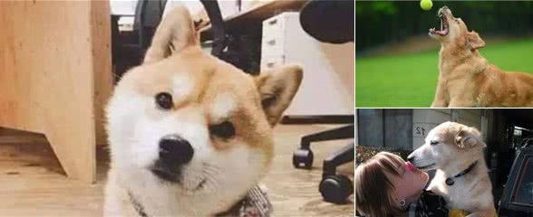 关于狗狗的这些冷知识，看看你能回答出几个？多数人撑不过两个