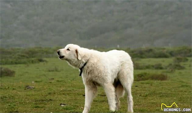 能够保护你的4种犬，第二种红遍欧洲，第四种为皇室专供犬