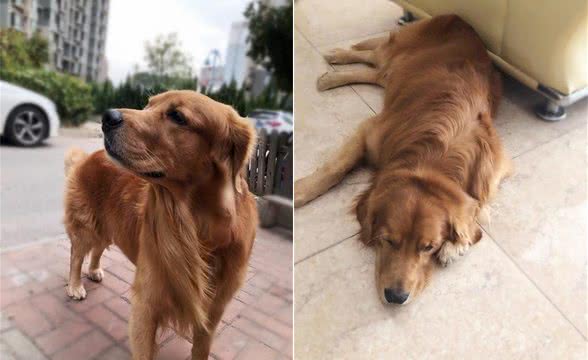 喂食狗狗四大“误区”？贵的不一定就是好的，适合的才是最好的