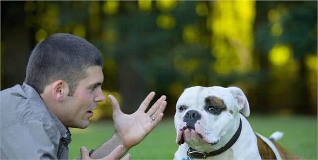 狗狗语言大揭秘：4种叫声，实际上是想告诉你不同的事