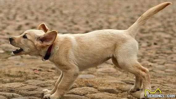 狗狗语言大揭秘：4种叫声，实际上是想告诉你不同的事