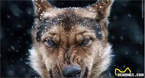 狗狗语言大揭秘：4种叫声，实际上是想告诉你不同的事