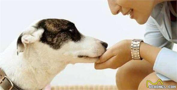 狗狗语言大揭秘：4种叫声，实际上是想告诉你不同的事