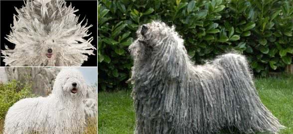 它多是世界上最丑陋的犬种，这就是扫把犬！