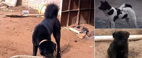 中华田园犬究竟算不算一个犬种？