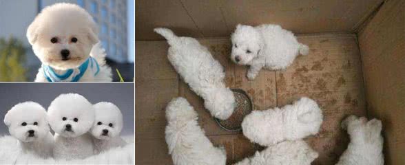 同一窝的比熊幼犬，怎么样选出最好的一只？关键看这8点