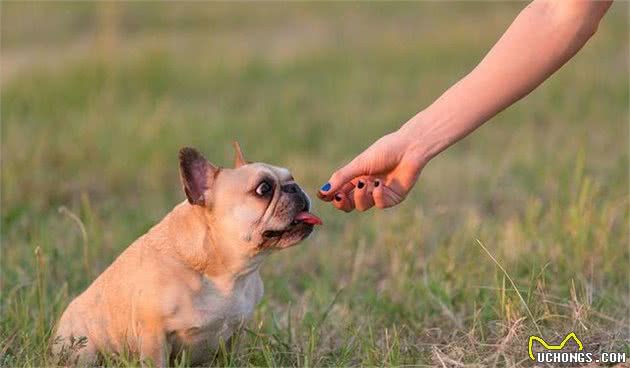 法国斗牛犬明明这么贵，为什么养的人越来越多？