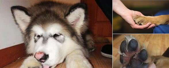 狗狗不让摸爪子?5个原因告诉你真相,并不是和你不熟