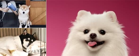育犬心经：器具篇