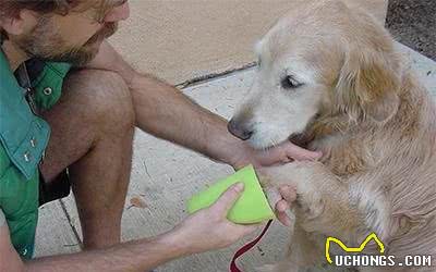 狗狗出门后脚变得肮脏怎么办？训犬师教你如何清理狗狗的小泥脚