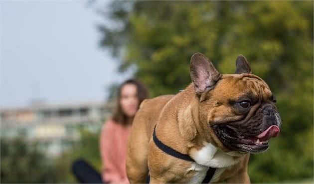 憨态可掬的小斗牛士—法国斗牛犬