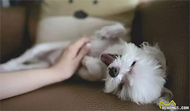 犬毛发太长？用上一物，犬毛发整齐，既省钱还能促进相互感情