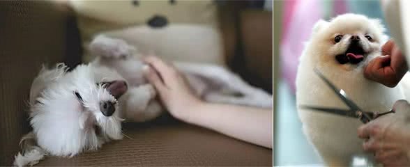 犬毛发太长？用上一物，犬毛发整齐，既省钱还能促进相互感情