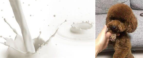 饲养泰迪犬的5大禁忌，对狗狗伤害很大，别再犯了！