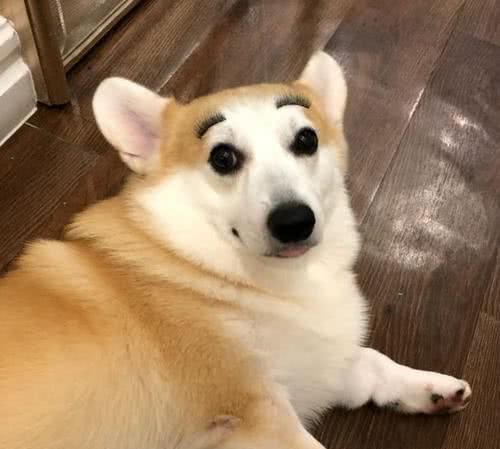 狗狗应当怎样喂食？狗狗的正确饲养方法？狗狗怎么合理喂食？