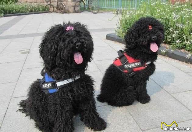 解读“波利犬”，一个即将消失的犬的品种，因拖把的外形而走火