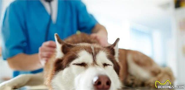 老年犬有痛说不出！了解狗狗老年的常见疾病，帮它们安度幸福晚年