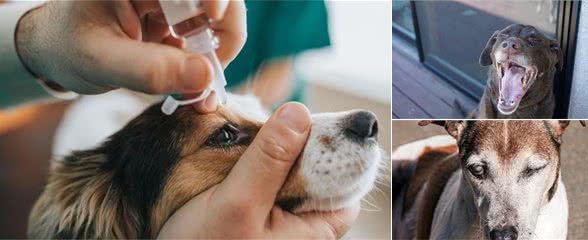 老年犬有痛说不出！了解狗狗老年的常见疾病，帮它们安度幸福晚年