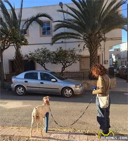 断腿狗狗不断沁出乳汁，结果行动不便的它硬走3千米让人感动流泪