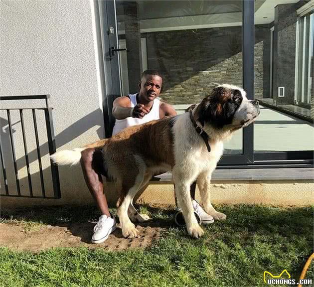 家有萌犬，威廉-卡瓦略偏爱圣伯纳犬，从小陪同到长大