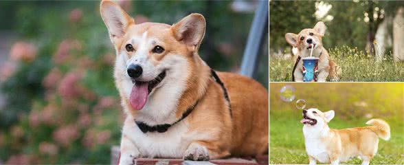 柯基犬的缺陷这么多，但还是要坚持养，因为终会发现它的优点