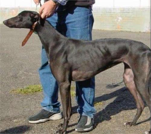 格力犬作为“工作动物”，它的一生有多惨？最终下场太让人心酸