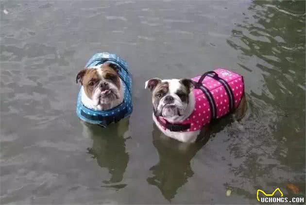 狗狗天生会游泳？！是谁告诉你的
