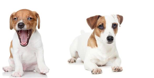 辟谣：犬低血糖只是因为吃得少，还有其他很多原因存在
