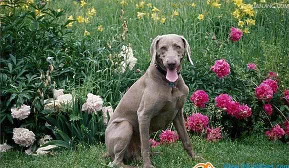 动物星球·世界名犬赏析—魏玛犬！