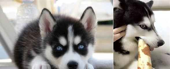 如何正确饲养哈士奇犬？