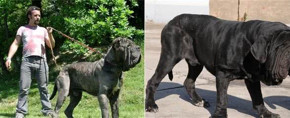 口水之王—纽波利顿犬