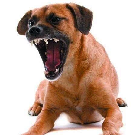 狗狗不听话，喜欢随地大小便要怎么办？用这招能够纠正这个坏习惯