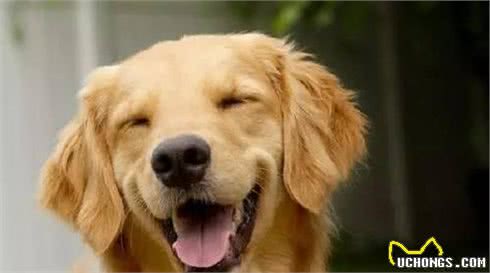 狗狗不听话，喜欢随地大小便要怎么办？用这招能够纠正这个坏习惯