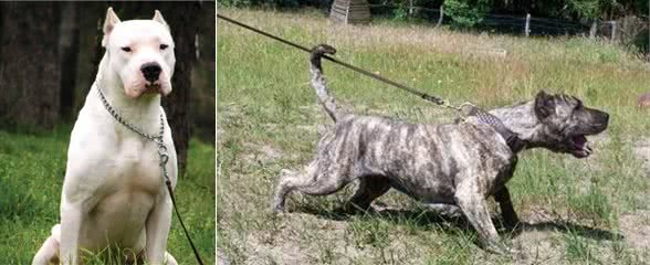 探秘世界上最凶猛的狗狗