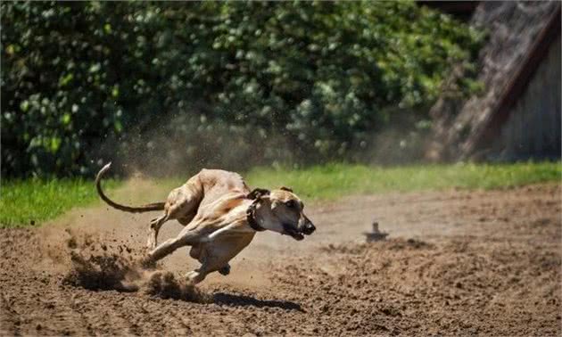 怎样成为训犬高手？亲手训练出猎犬中的“哮天犬”，纵横野外