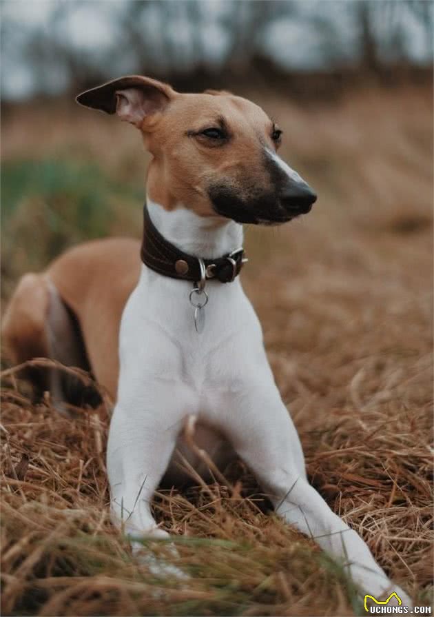 怎样成为训犬高手？亲手训练出猎犬中的“哮天犬”，纵横野外