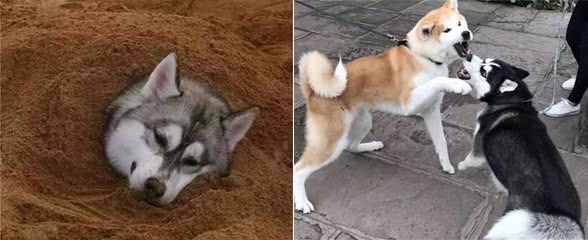 犬的品种介绍图鉴3期—哈士奇