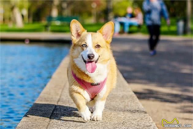 铲屎官为狗刷牙十分必要，做好四点护理方法后，爱犬口腔更健康